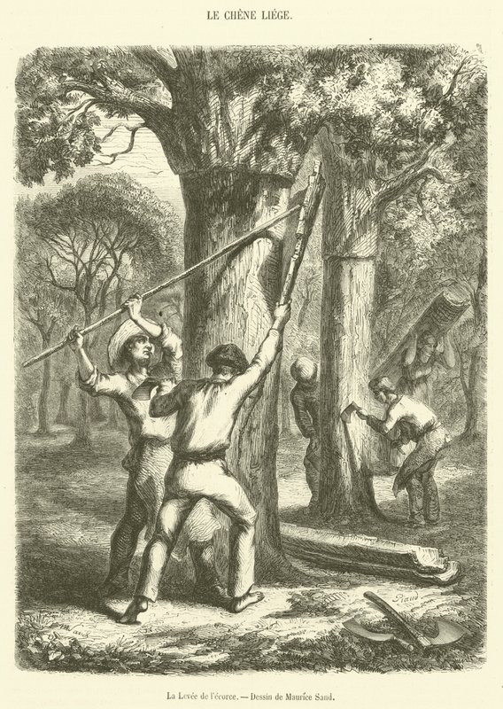 The Lifting of the Bark (gravyr) av French School