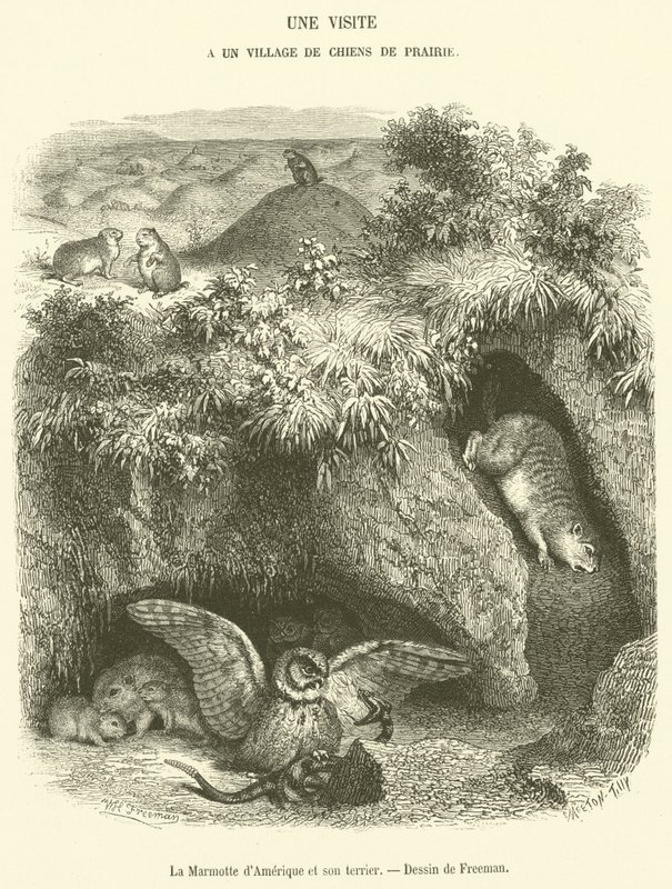 Groundhog och dess håla (gravyr) av French School