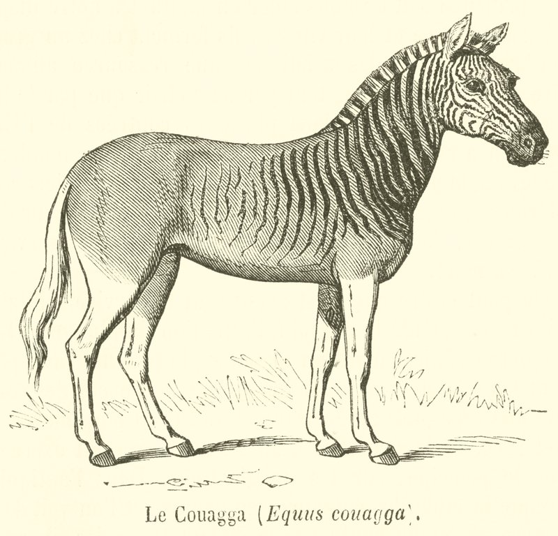 Le Couagga, Equus couagga (gravyr) av French School