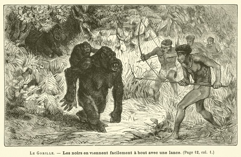 Gorillan (gravyr) av French School