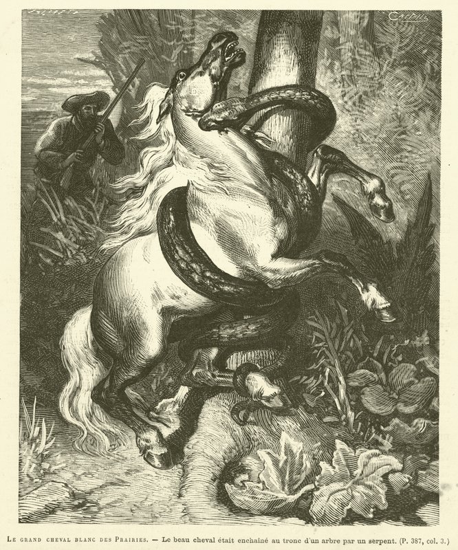 The Great White Horse Of The Prairies (gravyr) av French School