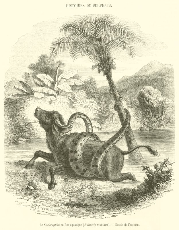 Sucuruyuba eller vattenboa, Eunectis murinus (gravyr) av French School