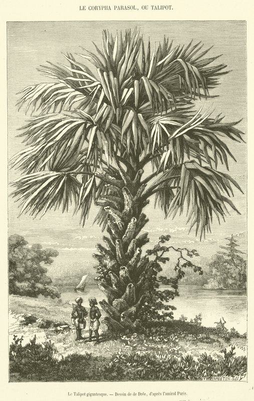 Den gigantiska Talipot (gravyr) av French School