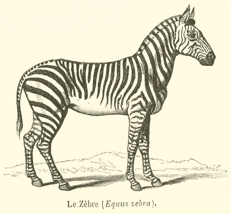 Le Zebre, Equus zebra (gravyr) av French School