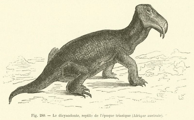 Dicynodonten, reptil från triasperioden, södra Afrika (gravyr) av French School