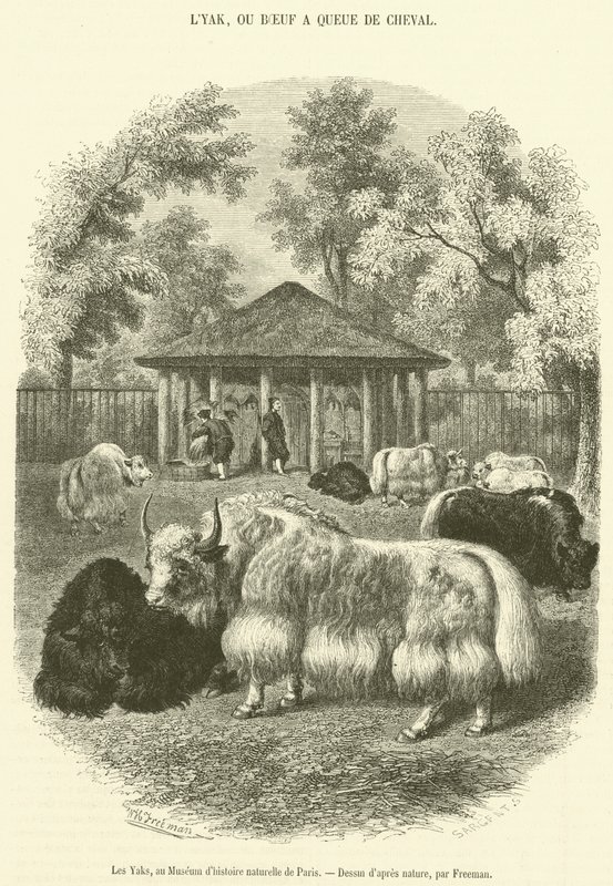 The Yaks, på Paris naturhistoriska museum (gravyr) av French School