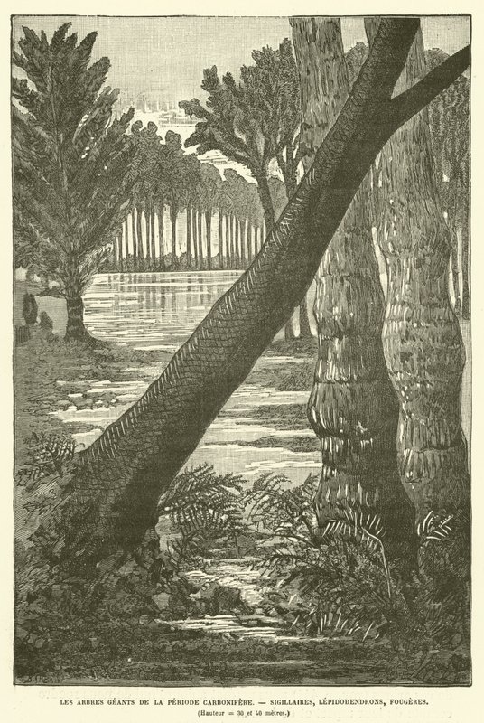 De gigantiska träden från karbonperioden (gravyr) av French School