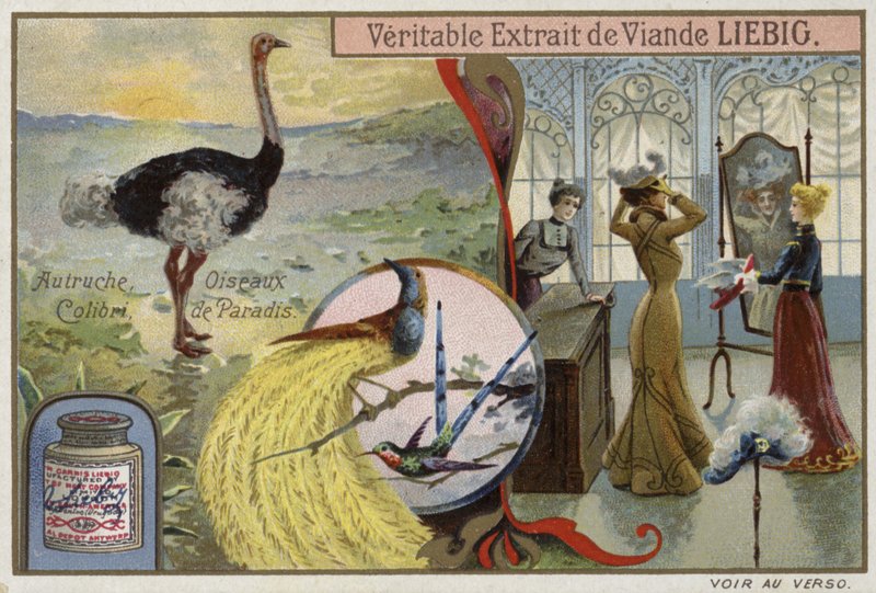 Liebig-kort med bilder av fåglar av French School