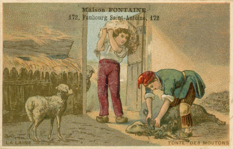 Maison Fontaine byteskort, fårklippning av French School