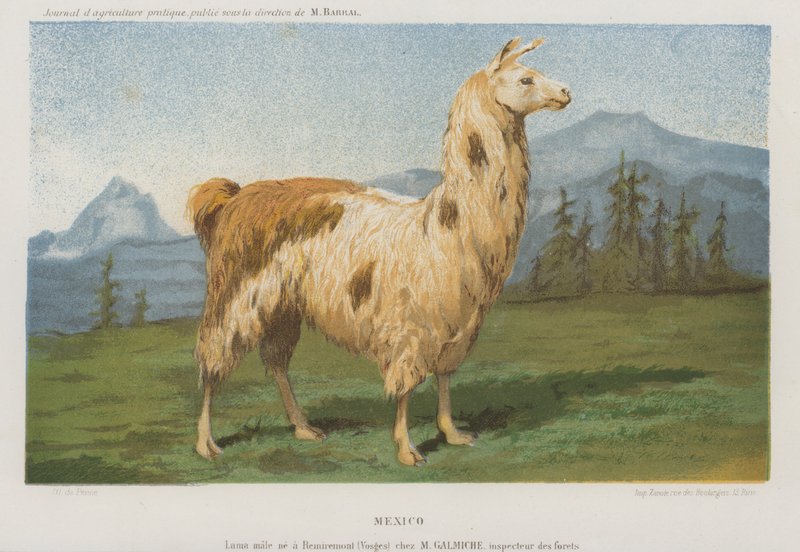 Lamahan född i Remiremont (Vosges), Frankrike (chromolitho) av French School
