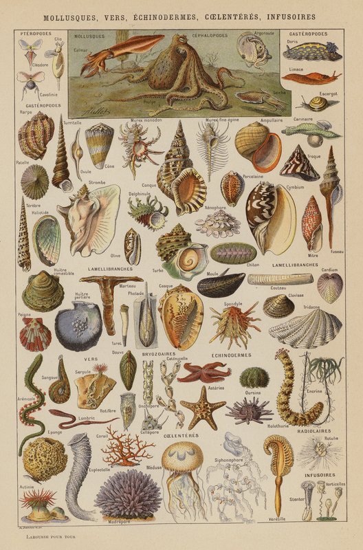 Mollusker, maskar, tagghudingar, coelenter, infusorier (färglitografi) av French School
