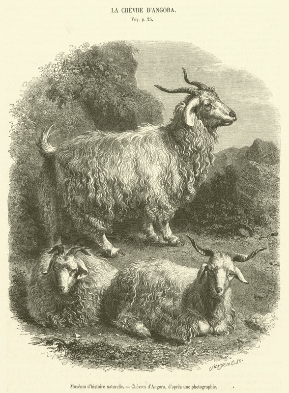 Naturhistoriska museet, Angoras getter (gravyr) av French School