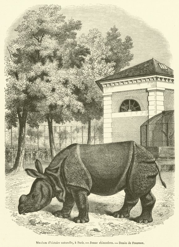 Museum of Natural History, i Paris, Ung noshörning (gravyr) av French School