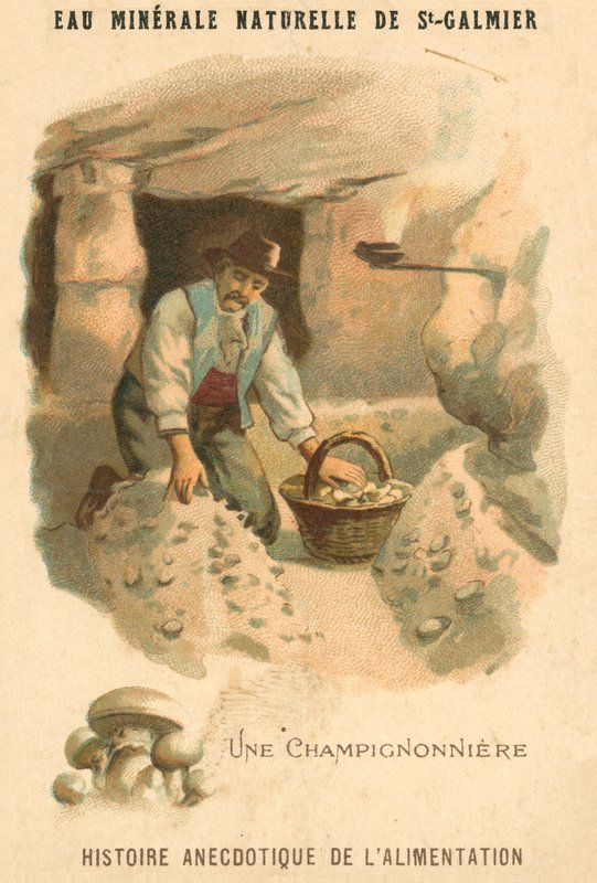 Svampodlare (chromolitho) av French School