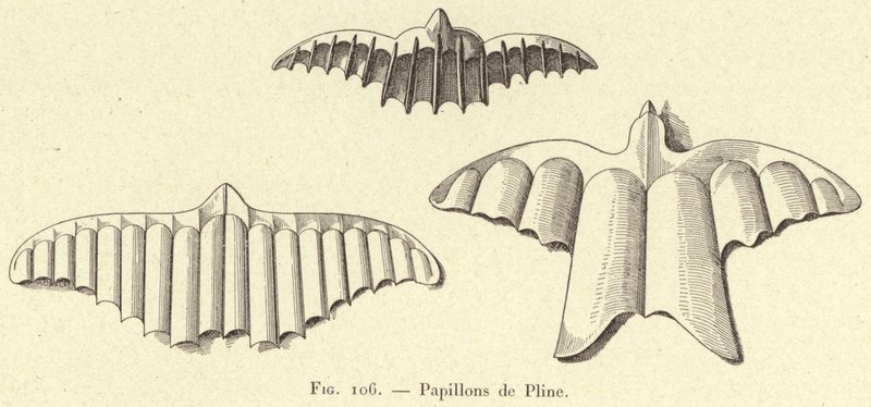 Fjärilar av Plinius (gravyr) av French School