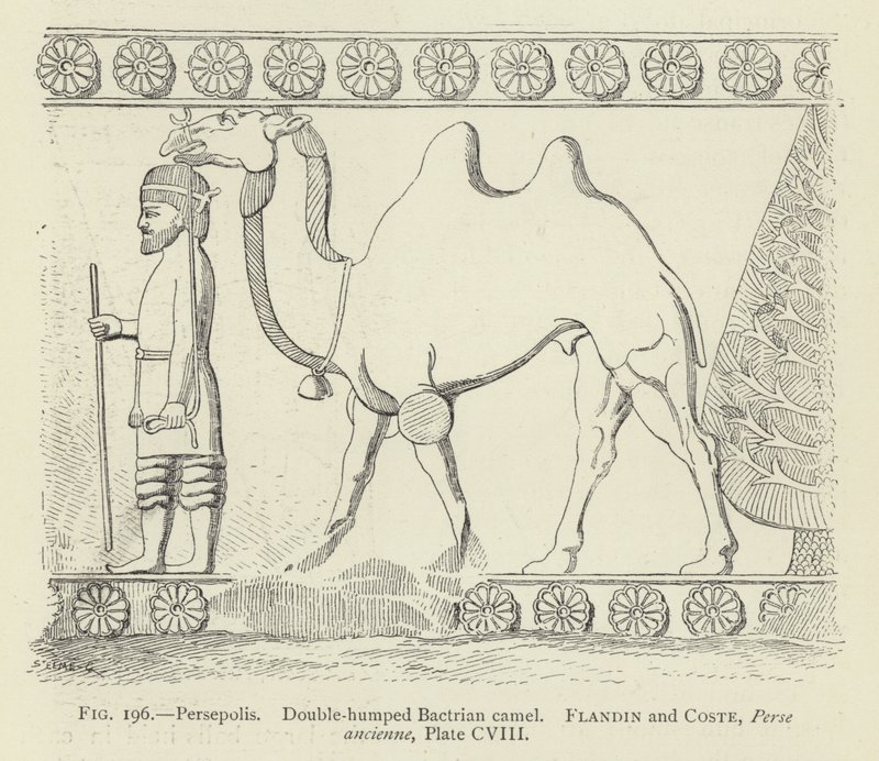 Persepolis, dubbelpuckel baktrisk kamel av French School