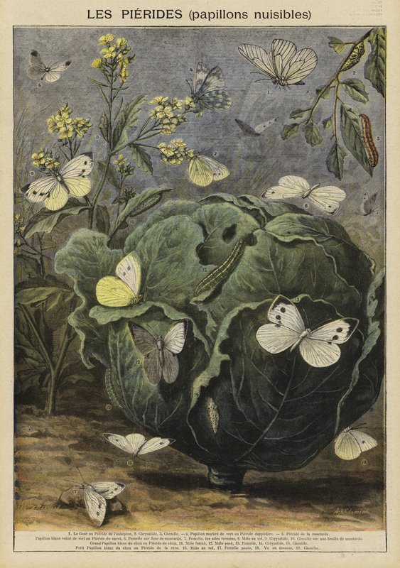 Pieridae (skadliga fjärilar) av French School