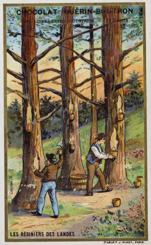 Pinjehartssamlare i Landes, Frankrike (chromolitho) av French School