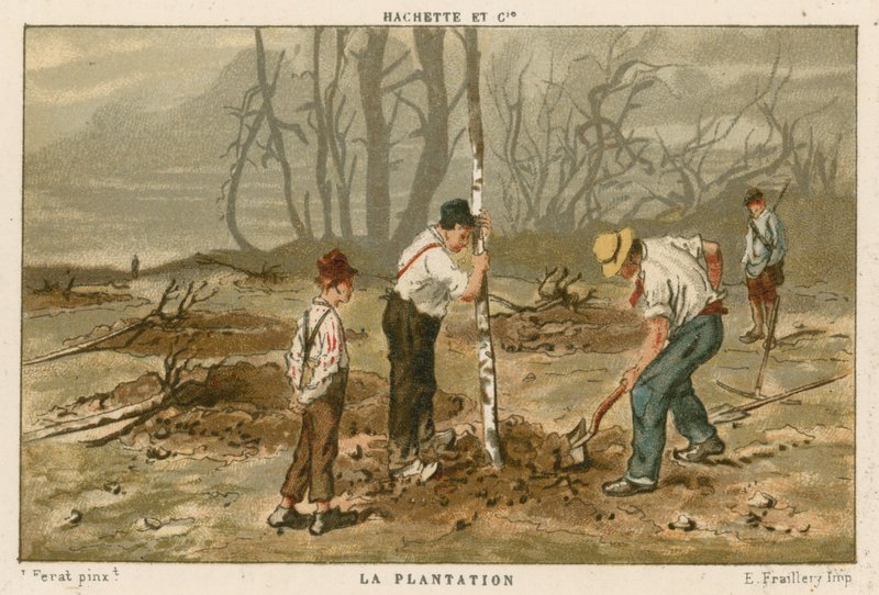 Plantera träd av French School