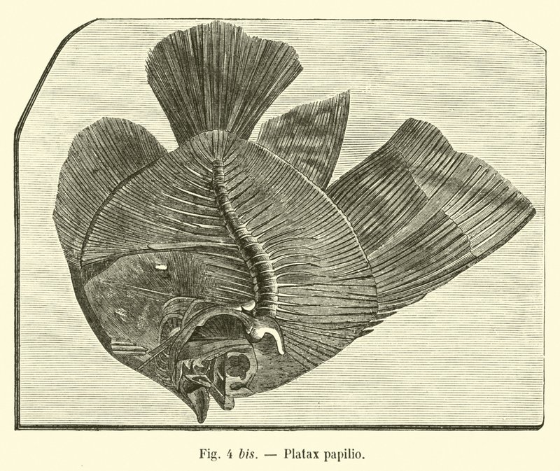 Platax fjäril av French School