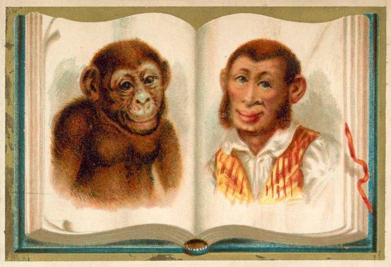 Porträtt av en apa och en man (chromolitho) av French School