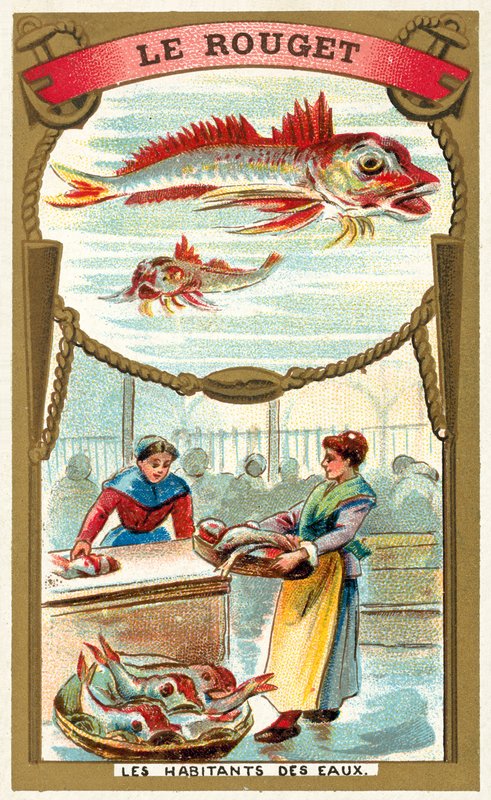 Röd mulle (chromolitho) av French School