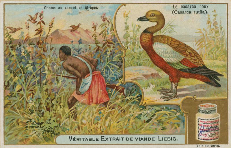 Ruddy Shelduck; ankjakt i Afrika av French School