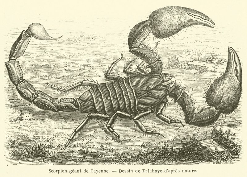 Cayenne jätteskorpion (gravyr) av French School