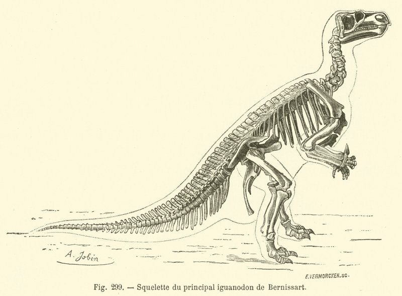 Skelett av Bernissarts huvudsakliga iguanodon (gravyr) av French School