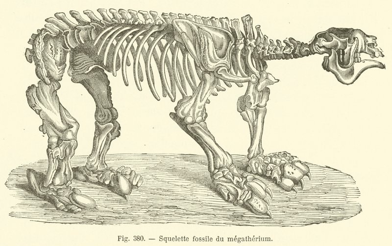 Squelette fossile du megatherium (gravyr) av French School