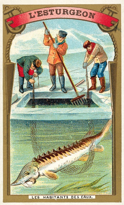 Stör (chromolitho) av French School