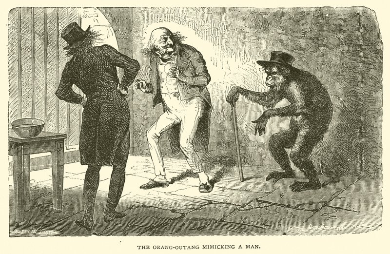 Orang-Outang som härmar en man (gravyr) av French School