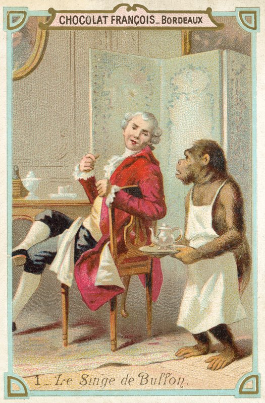 Comte de Buffons apa, fransk naturforskare (chromolitho) av French School