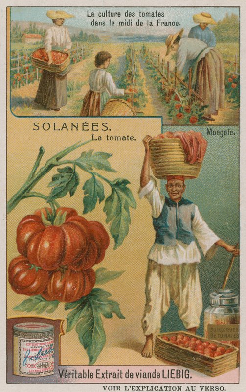 Tomat - handelskort från Liebig Company, av French School
