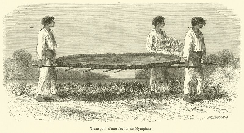 Transport av ett Nymphaea-blad (gravyr) av French School