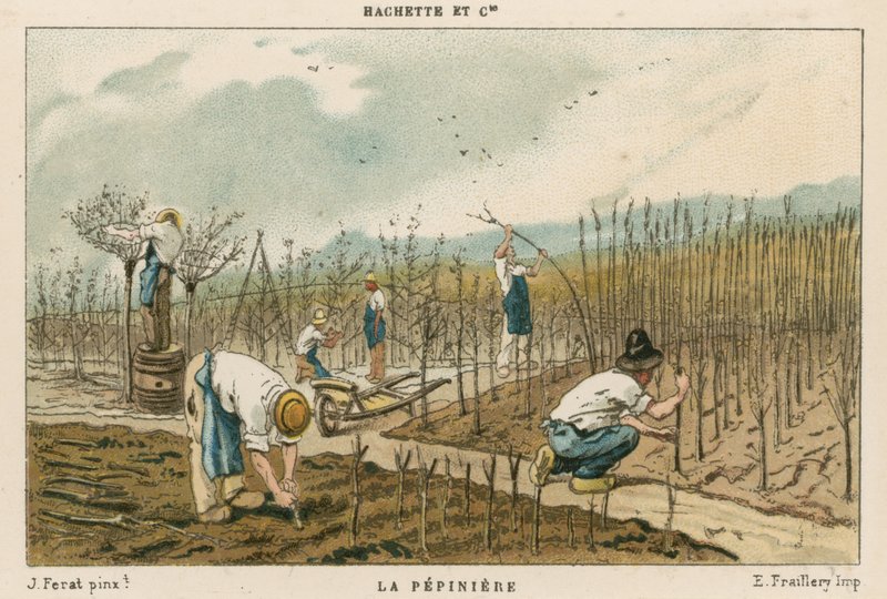 Träd plantskola av French School