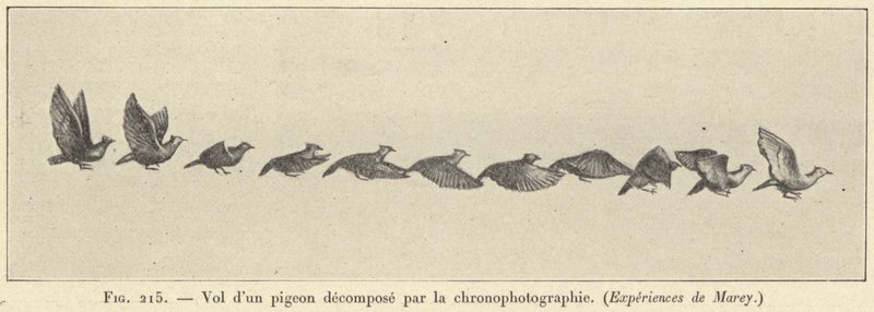 Flyg av en nedbruten duva genom kronofotografi av French School