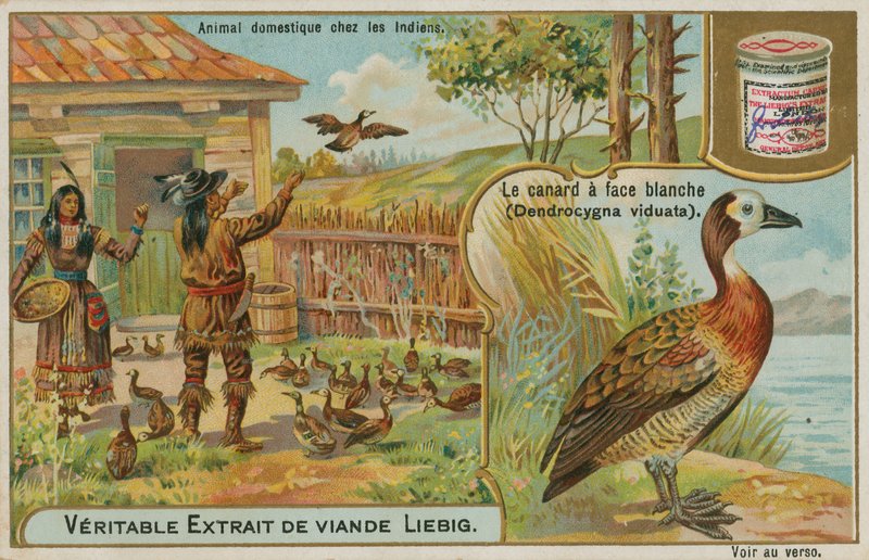 White-faced Whistling Duck, domesticerad av indianer av French School