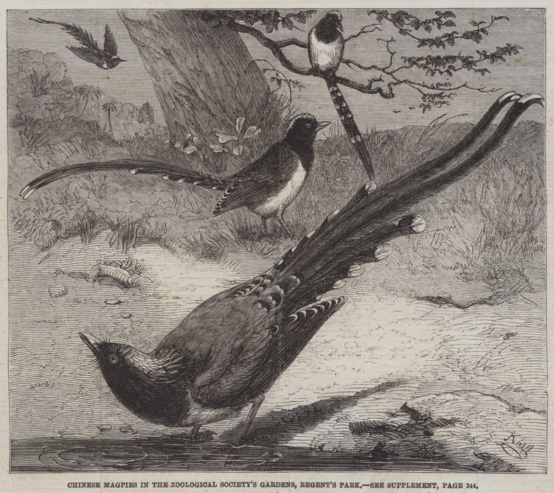 Kinesiska skator i Zoological Society