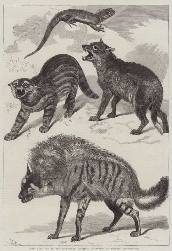 Nya tillägg till Zoologiska Sällskapets Djursamling av Friedrich Wilhelm Keyl