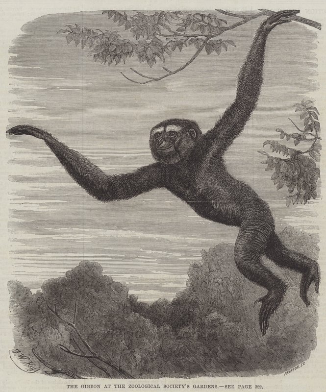 Gibbonen vid Zoologiska Sällskapets trädgårdar av Friedrich Wilhelm Keyl