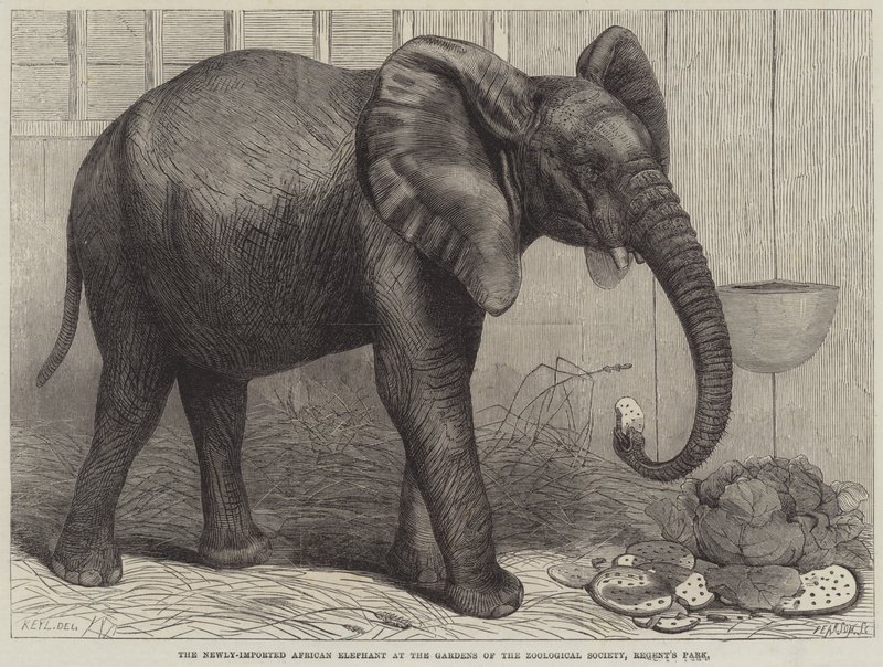 Den nyimporterade afrikanska elefanten vid Zoological Societys trädgårdar, Regent