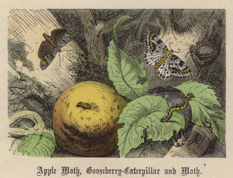 Äppelfjäril, krusbärslarv och mal (färgad gravyr) av Friedrich Specht