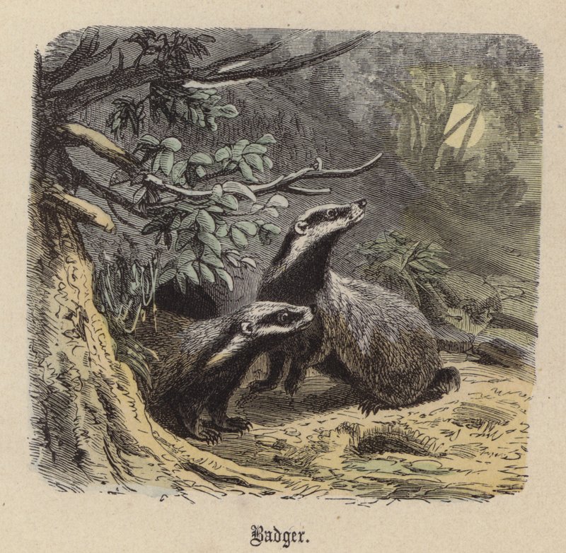 Grävling (färgad gravyr) av Friedrich Specht