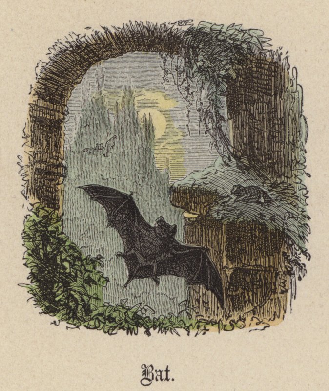 Fladdermus (färgad gravyr) av Friedrich Specht