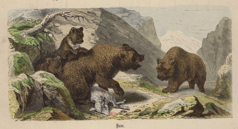 Björn (färgad gravyr) av Friedrich Specht
