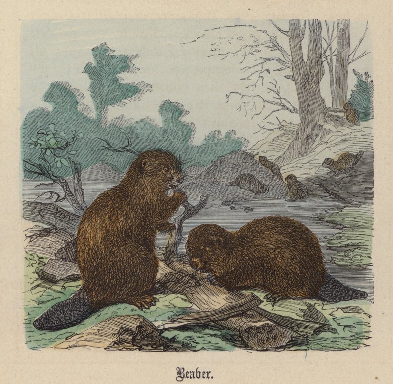 Bäver (färgad gravyr) av Friedrich Specht