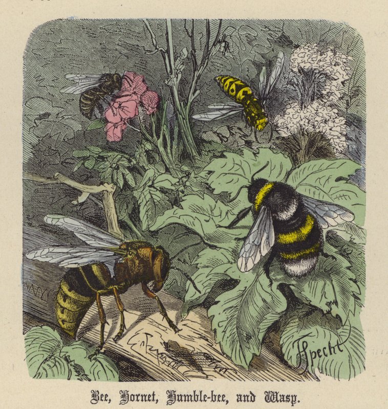 Bi, bålgeting, ödmjuk bi och geting (färgad gravyr) av Friedrich Specht