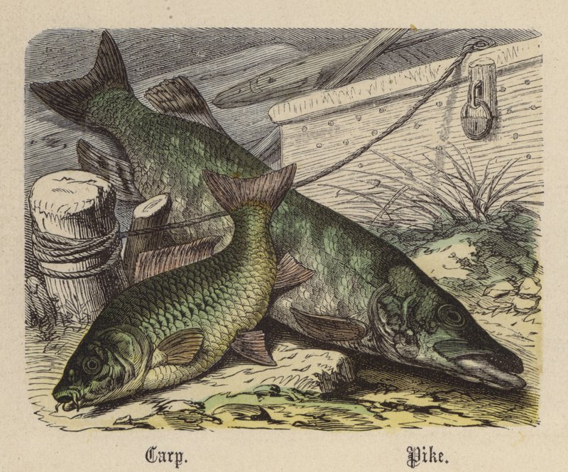 Karp, gädda (färgad gravyr) av Friedrich Specht