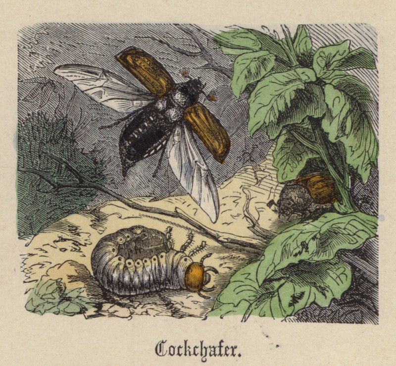 Cockchafer (färgad gravyr) av Friedrich Specht